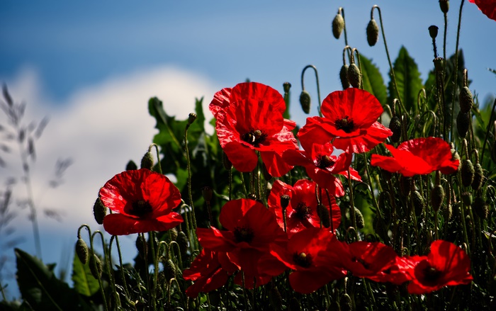 Red Poppies in Bloom Under a Blue Sky