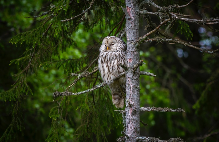 Ural Owl perched on a tree trunk in a forest