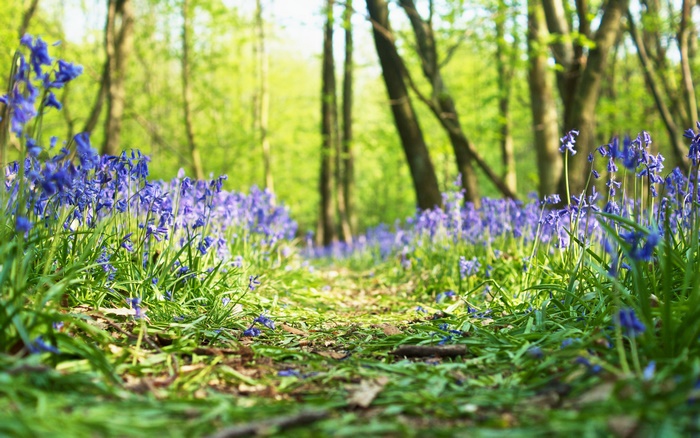 Bluebells in a sunlit forest path