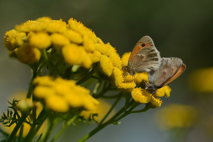 Two Butterflies on Yellow Flowers 4K