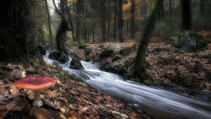 Mushroom by a stream in a forest