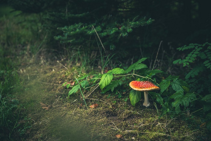 Fly Agaric Mushroom in Forest