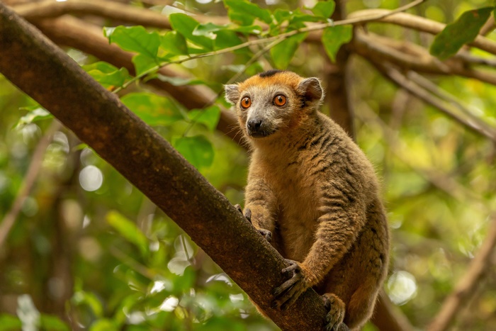 Lemur in a tree with bokeh background 4K