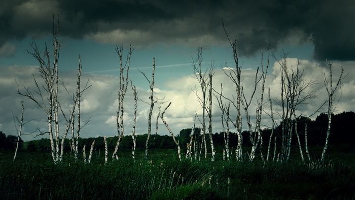Birch trees in a field under a stormy sky