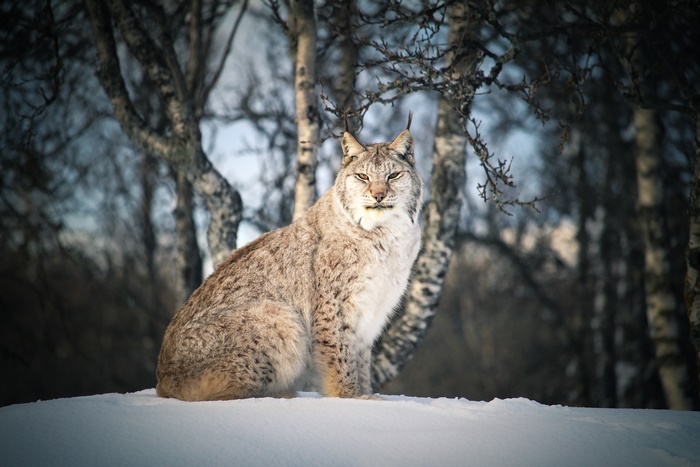 Lynx in Snow, Winter Forest 4K