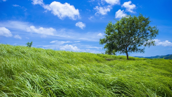 Green field with a tree under a blue sky