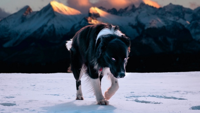 Border Collie dog walking in snow with mountains