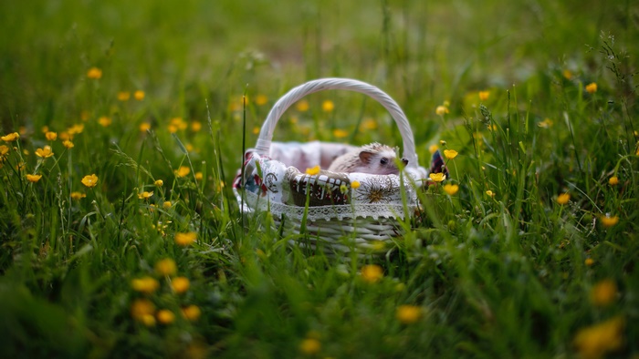 Hedgehog in a basket surrounded by flowers