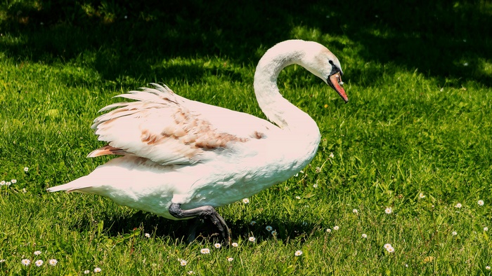 Mute Swan on a grassy field