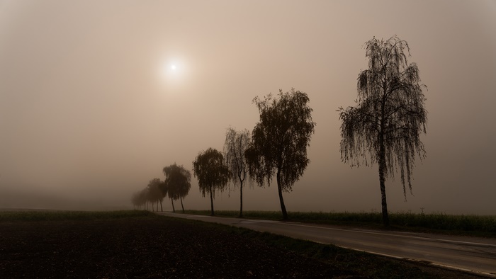 Road in Fog with Birch Trees