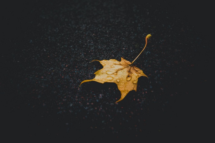 Yellow Maple Leaf with Raindrops on Dark Surface