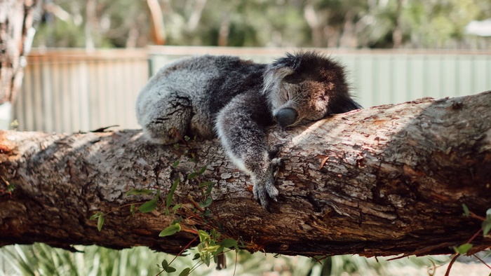 Koala sleeping on a tree branch