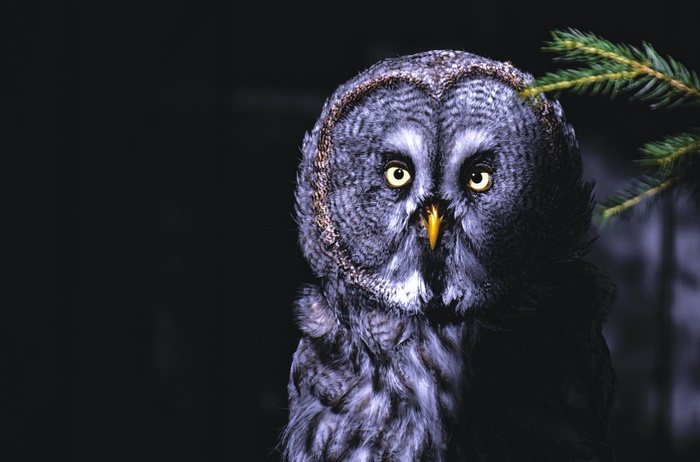 Great Grey Owl with Yellow Eyes and Pine Branch