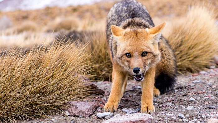Fox in a Dry, Grassy Landscape