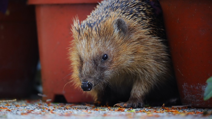 Hedgehog peeking out from behind terracotta pots