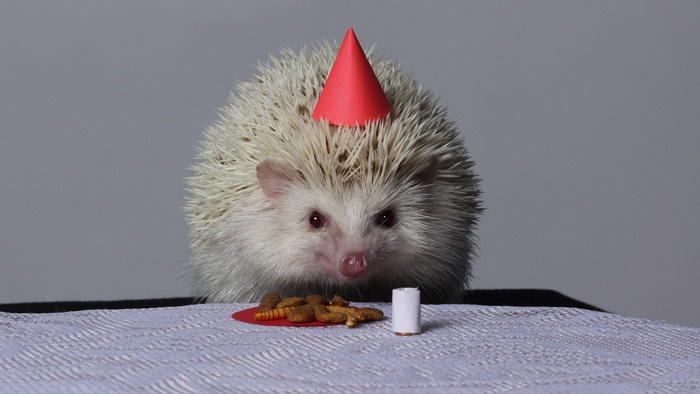 Hedgehog wearing a party hat with food