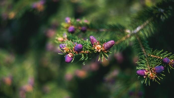 Spruce branch with purple cones 4K