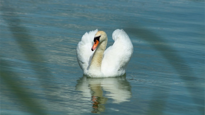 Mute Swan swimming in water with reflection
