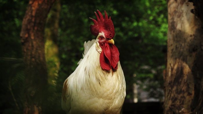 Rooster with red comb and wattle