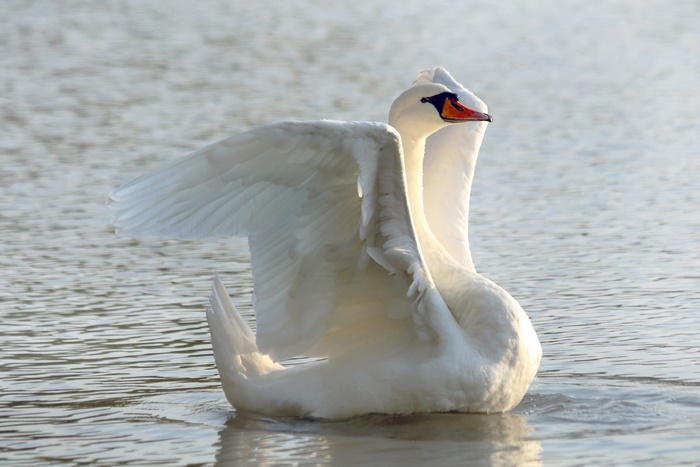 Mute Swan on Pond