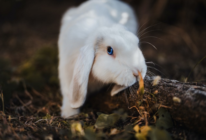 White rabbit with blue eyes eating grass
