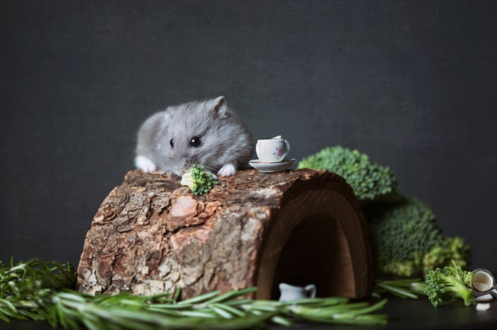 Gray hamster eating broccoli on a log