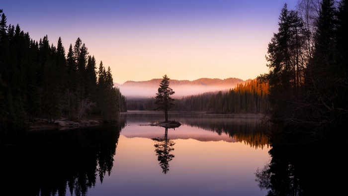 Lone tree reflection on lake at sunrise