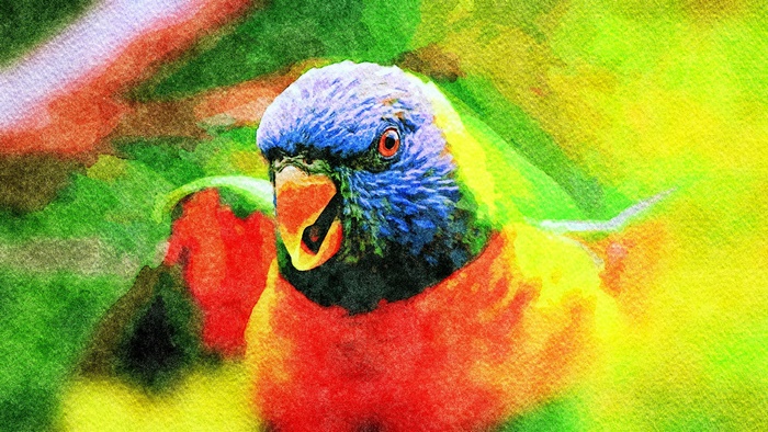 Rainbow Lorikeet Bird Close-up