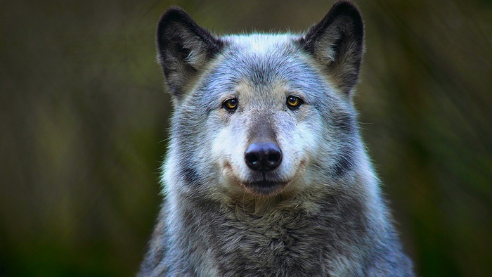 Close-up of a wolf's face
