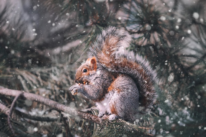 Squirrel eating nuts on a branch in winter