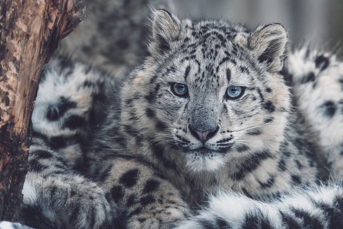 Close-up of a young Snow Leopard with blue eyes