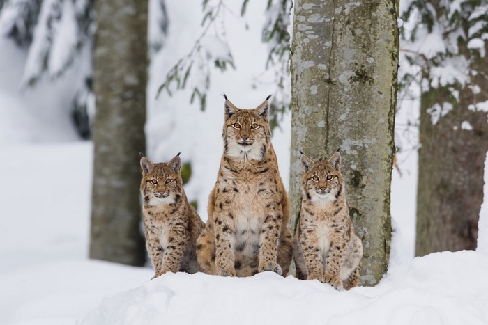 Three lynx sitting in the snow