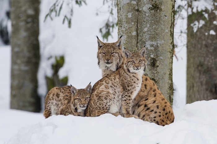 Lynx family in a snowy forest