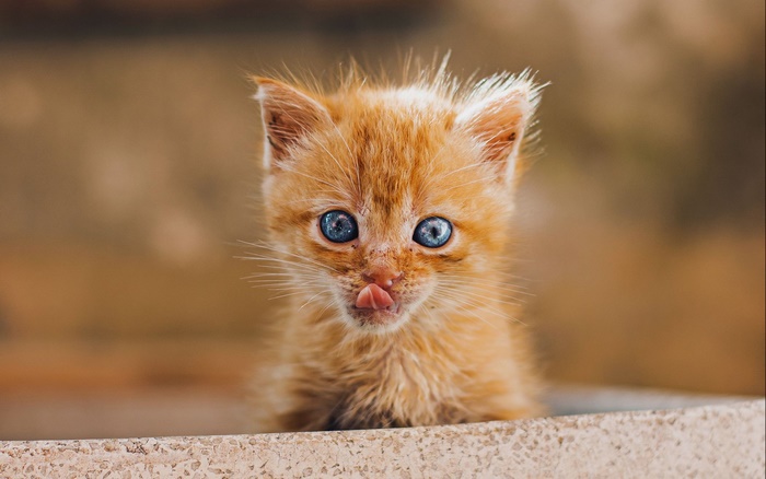 Ginger kitten with blue eyes sticking out its tongue