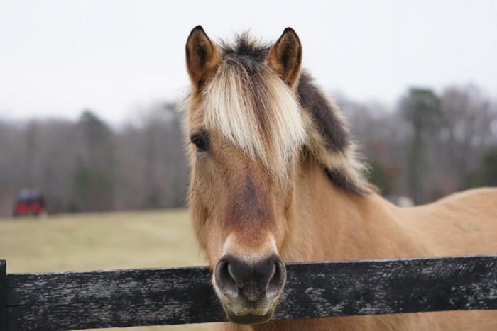 Horse in a field