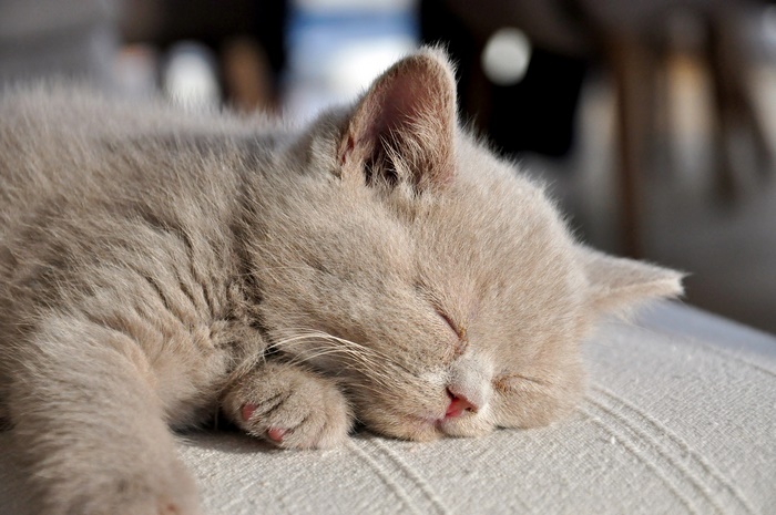A light brown kitten sleeping peacefully