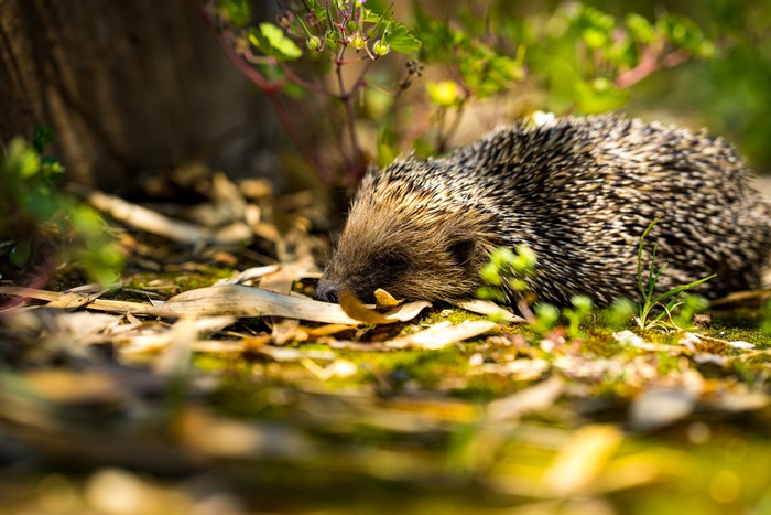 Hedgehog in the grass