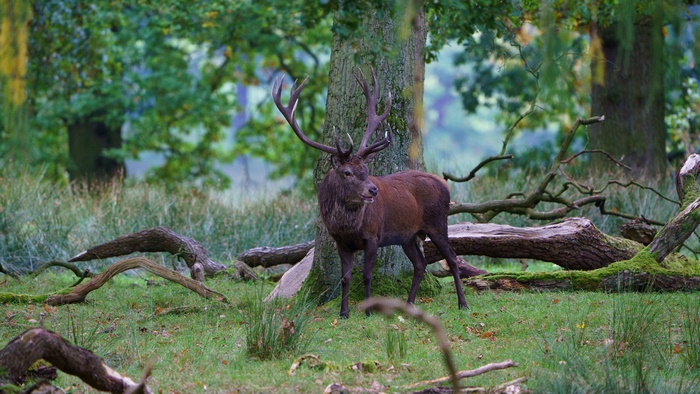 Image of a Deer in Forest Wildlife