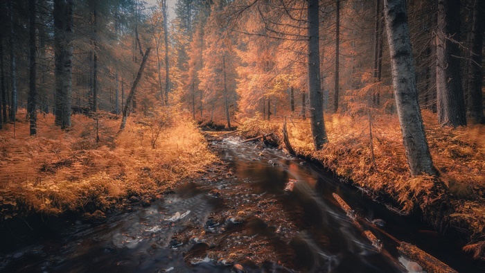 River in an autumn forest