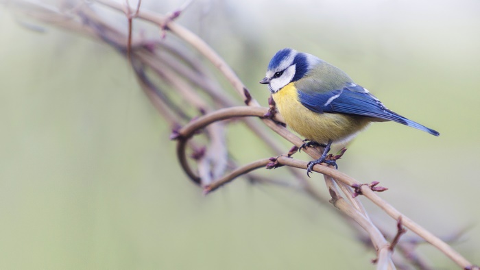 Blue Titmouse perched on a branch