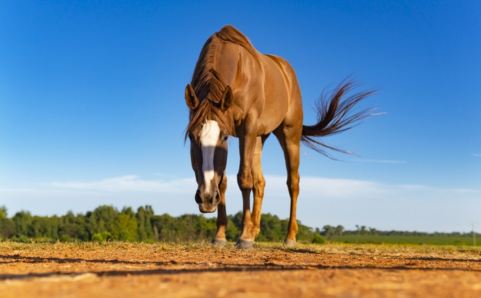 Brown horse with white blaze in field