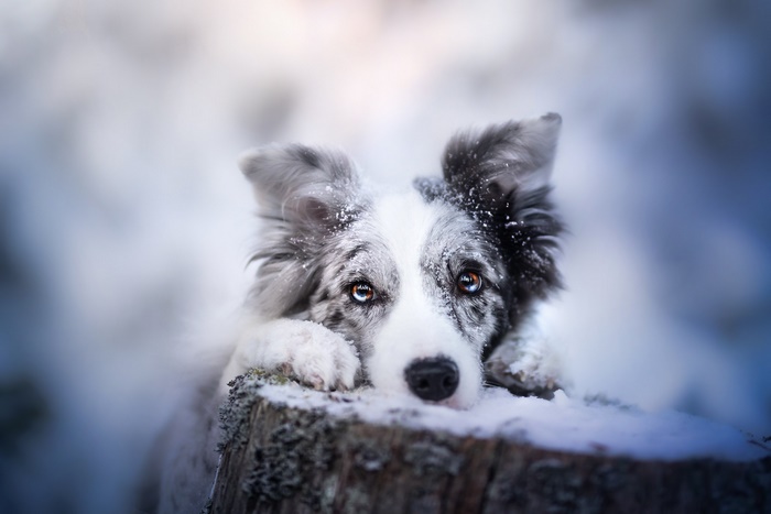 Border Collie dog with heterochromia in snow