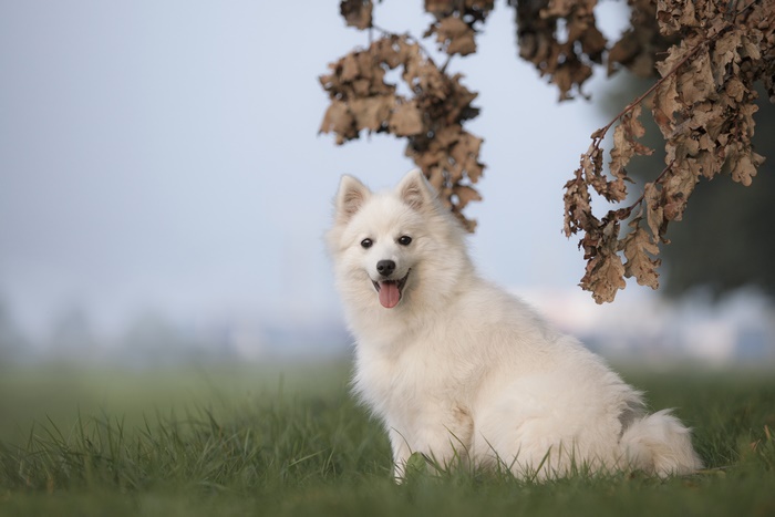 White Spitz dog sitting in grass under dry leaves