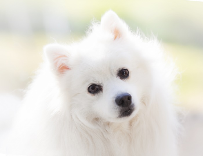 White Spitz Dog