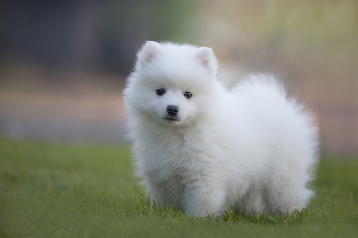 Adorable Spitz Puppy in Nature