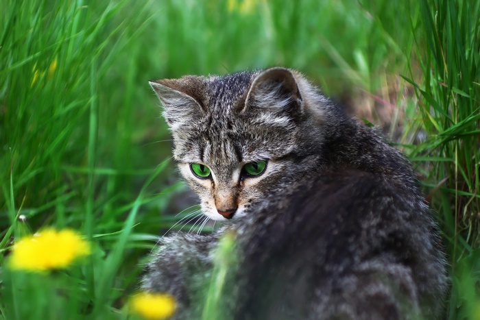 A tabby cat with green eyes in tall grass