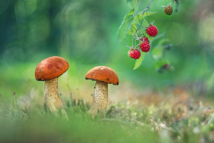 Two orange-capped mushrooms and raspberries in a forest