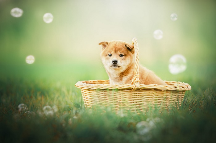 Shiba Inu puppy in a basket outdoors