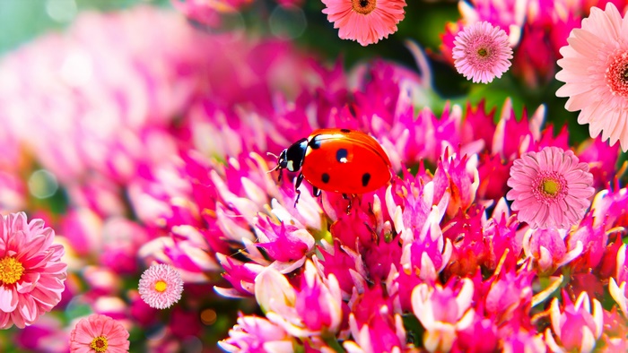 Ladybug on pink flowers macro photography