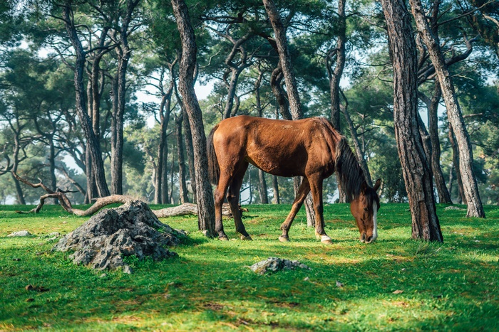 Brown Horse Grazing in Forest Meadow
